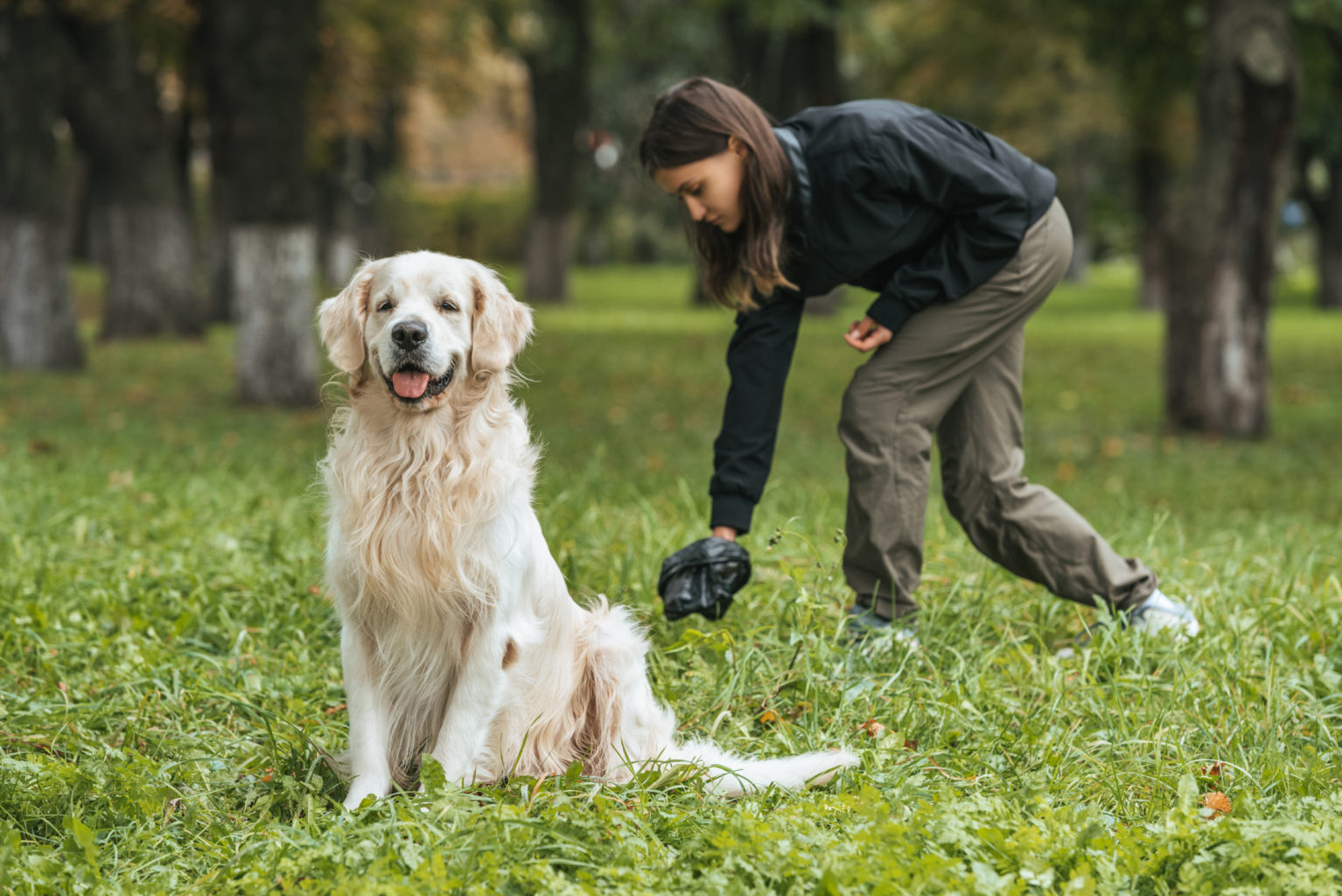 Young woman cleaning up after a Golden Retriever dog in a park.