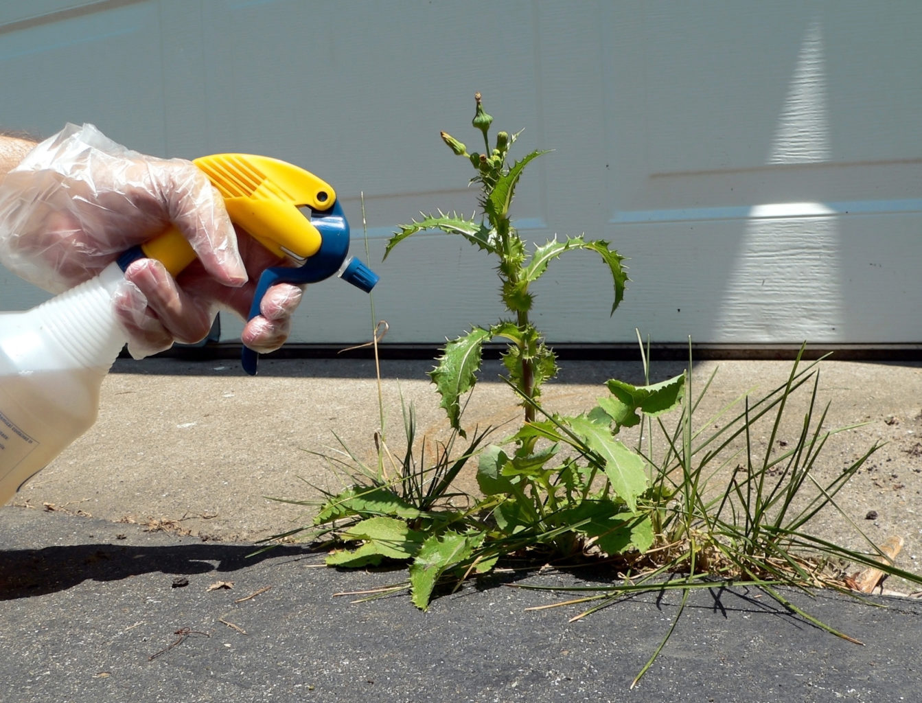 A gloved hand points a spray bottle at a thorny weed growing out of a driveway