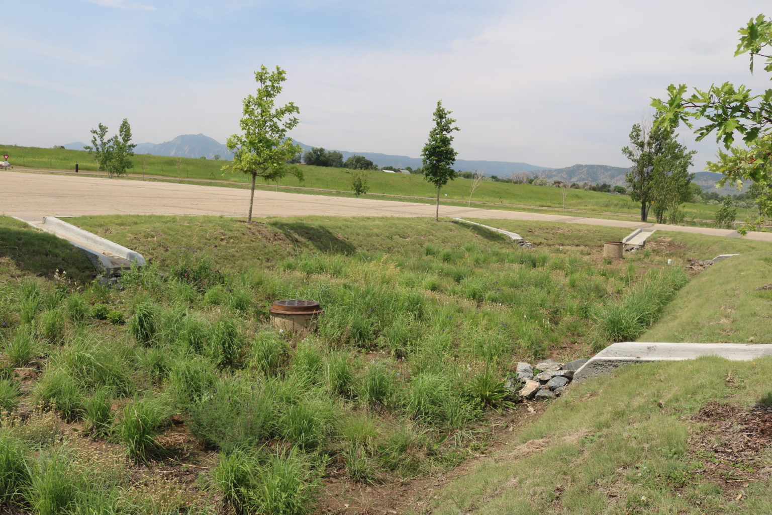 A rain garden with multiple inflow points from the surrounding parking lot.