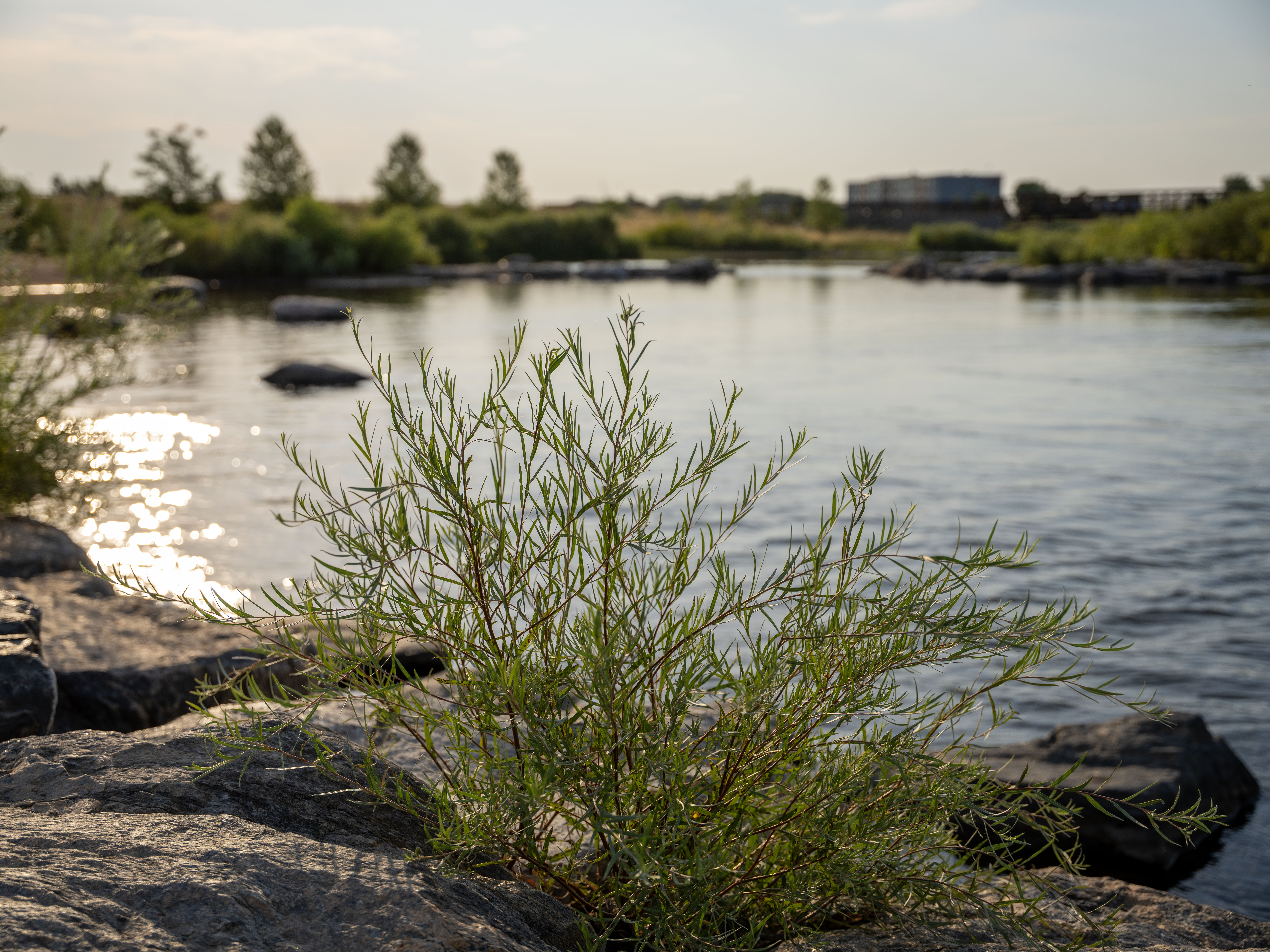 A slow-moving river with a bush in the foreground.