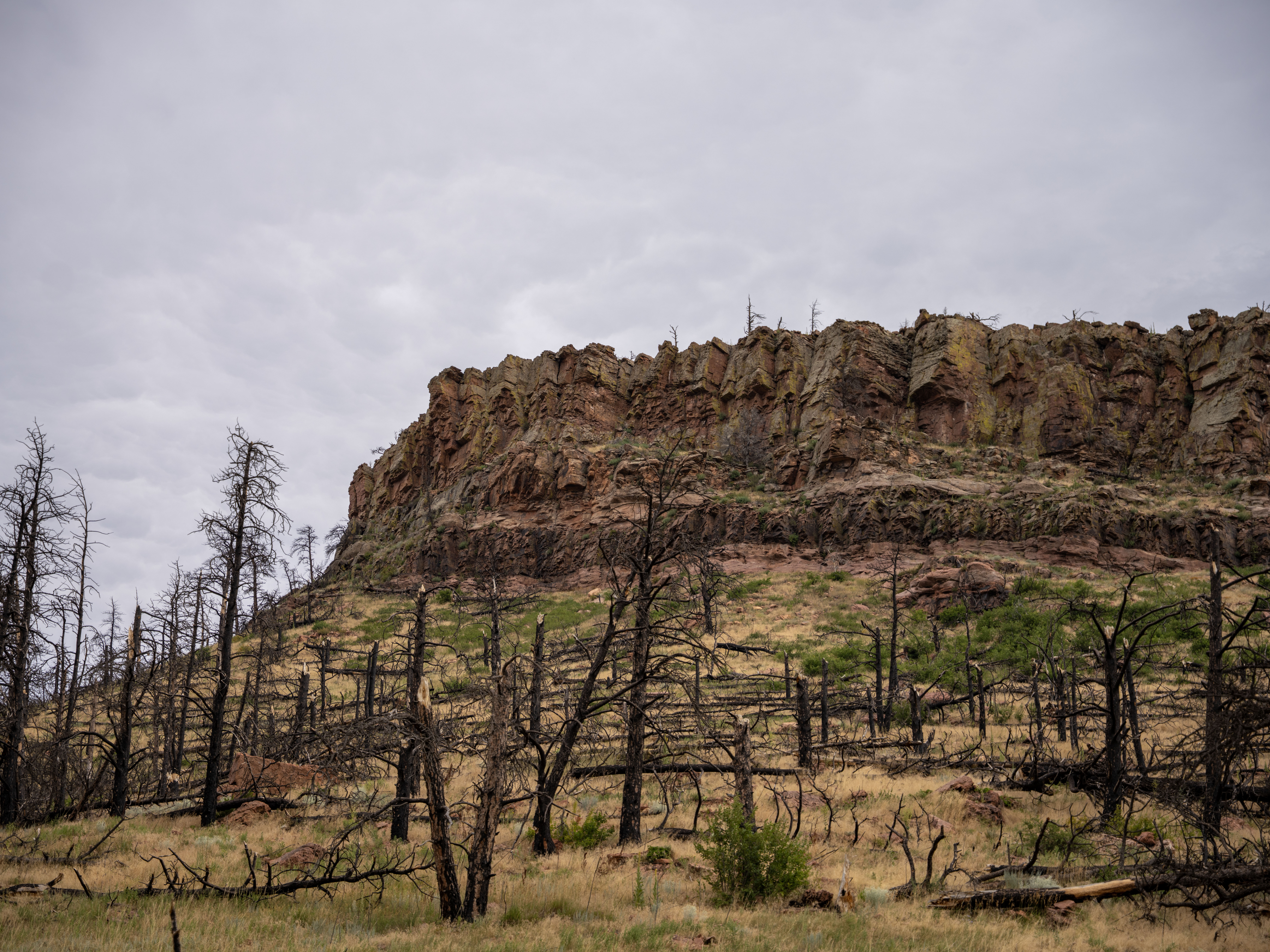 Burned skeletons of trees stand in front of red rock formations.