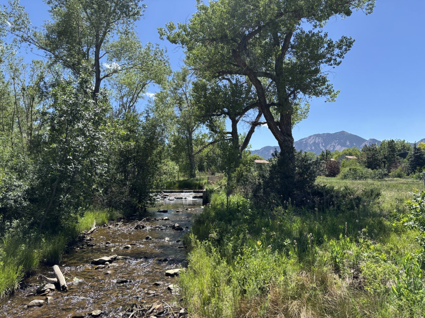 View overlooking a slow moving creek with trees and tall grasses on either side.